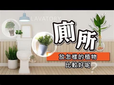 廁所放植物風水